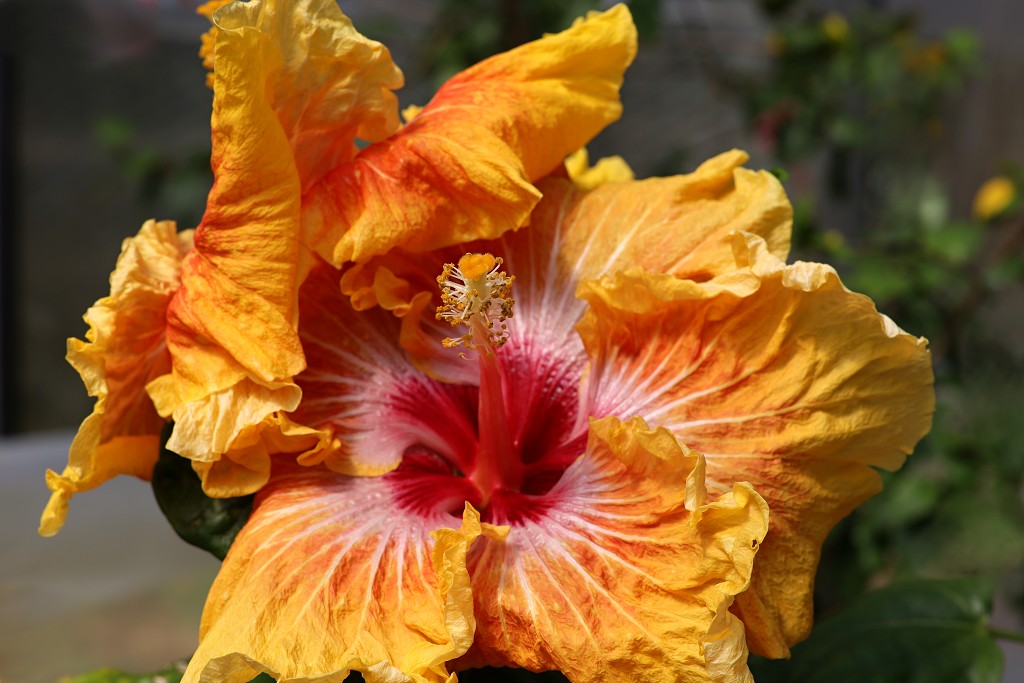 bloemen bloem hdr natuur flora roos rozen tulp tulpen orchidee orchideeen zonnebloem geranium cannabis marihuana wiet hennep sativa indica